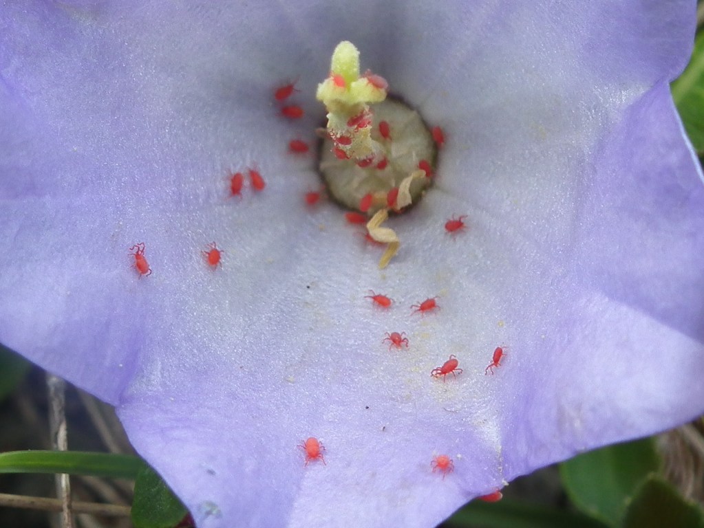 Campanula raineri / Campanula dell''arciduca